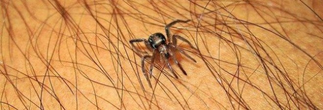 5 Tips for Spider Safety
