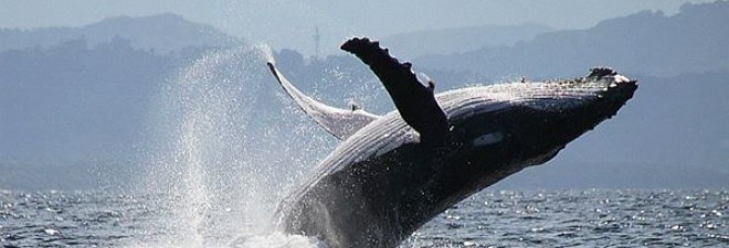 Want To Swim With Humpback Whales Now You Can In Byron Bay