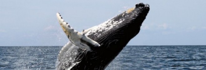 Ultimate Guide to Whale Watching in Byron Bay