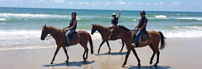 Top 10 Activites in Byron Bay for Animal Lovers