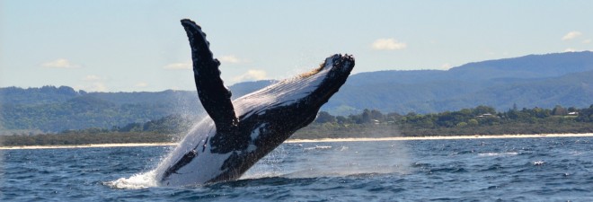 Byron Bay’s Wildlife Wonders: Best Spots for Bird Watching and Animal Encounters