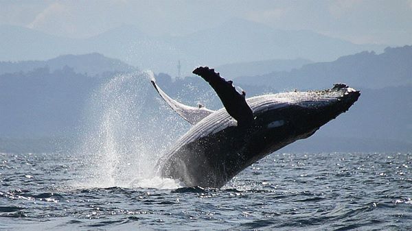 ByronBayWhaleWatching