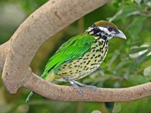 White-eared_Catbird_RWD6