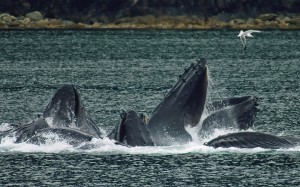 humpbacks