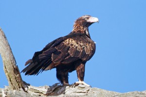 wedge tailed eagle