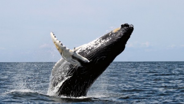 whale watching in Byron Bay