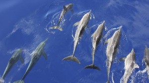 Dolphins are a fabulous feature of Byron Bay