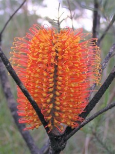 The Ericifolia Erowal in Byron Bay