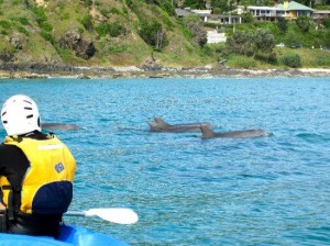 Sea kayaking with dolphins