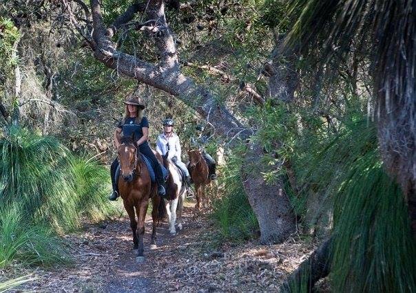 Seahorses - Forest horse riding in Byron Bay