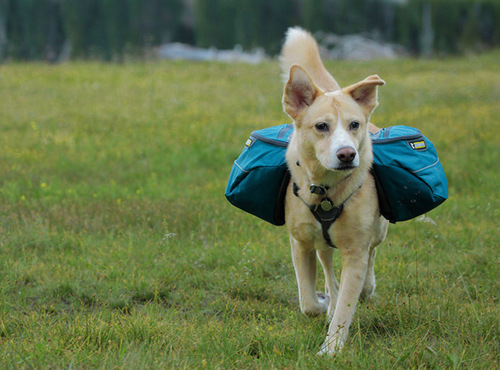 ruffwear dog pack