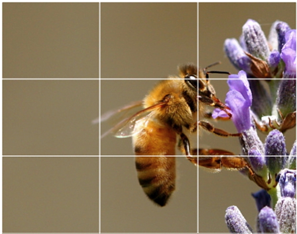 grid-photo-bee