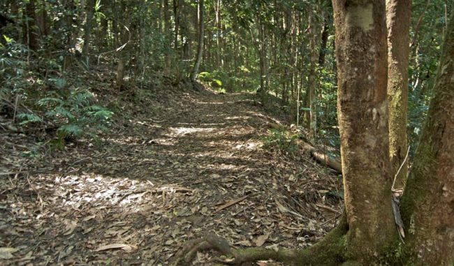 Hiking in Byron Bay - Boggy Creek Walk 