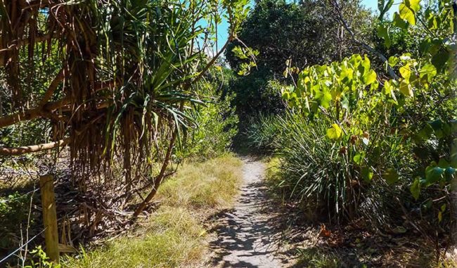 Hiking in Byron Bay - North Track, Brunswick Heads Nature Reserve
