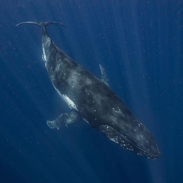 Want to Swim with Humpback Whales? Now You Can in Byron Bay!