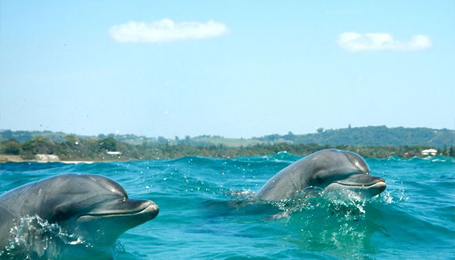 dolphins