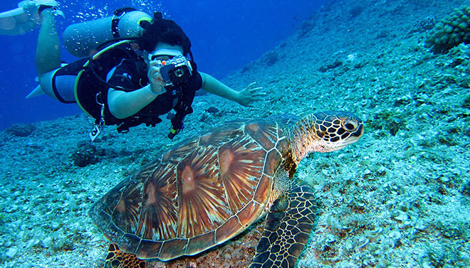 underwater, turtle