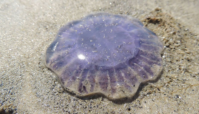 beach jelly