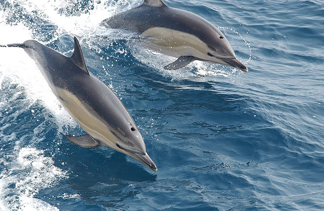 Dolphins at Wategos Beach in Byron Bay