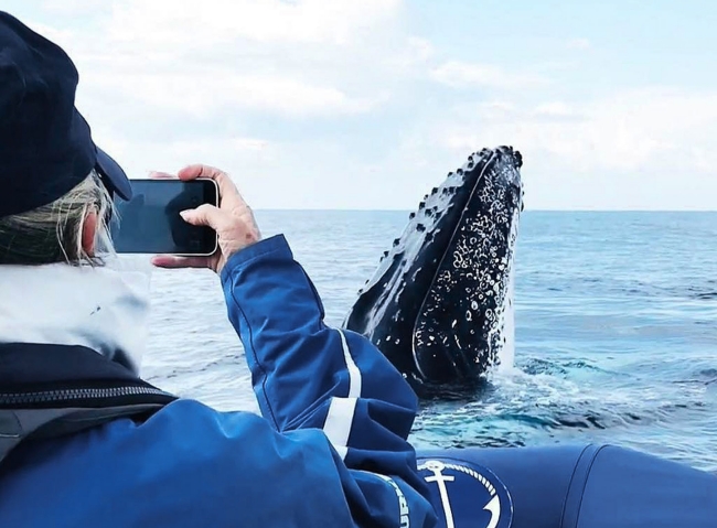 Whale Watching Tour Byron Bay