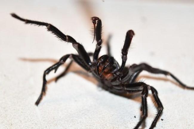 Why spiders don't stick to their webs - Australian Geographic