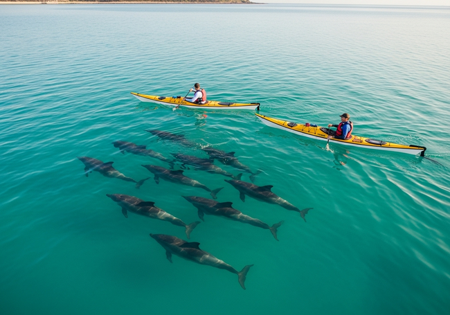 Responsible wildlife viewing as kayakers maintain distance from dolphins in Byron Bay's waters.